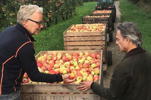 Henning och Flemming med stora lådor äpplen